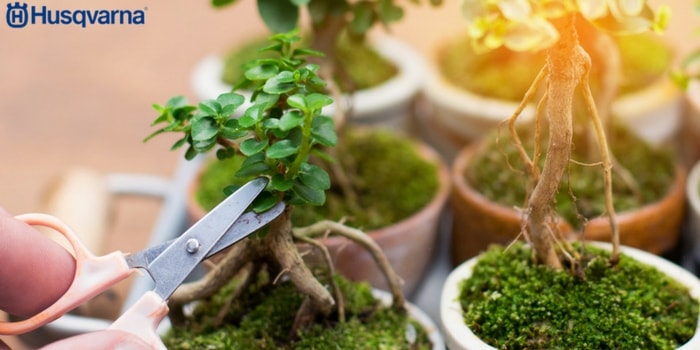poda-de-bonsai