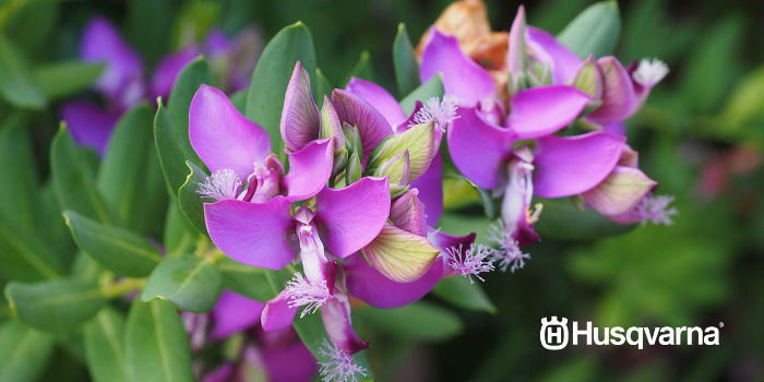 polygala-myrtifolia