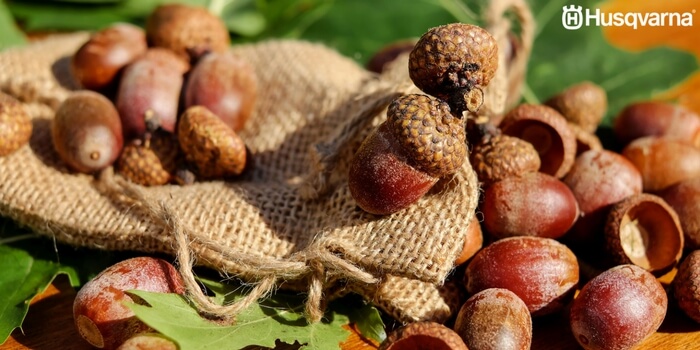 quercus-pyrenaica-bellotas