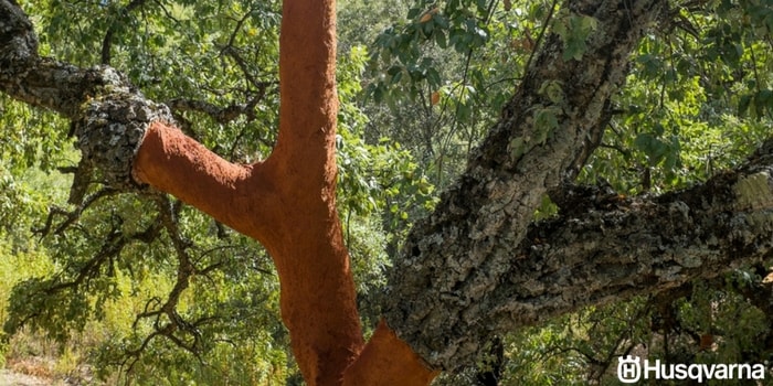 quercus-suber-madera