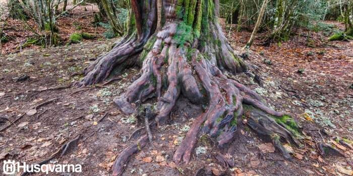 raíces-taxus-baccata