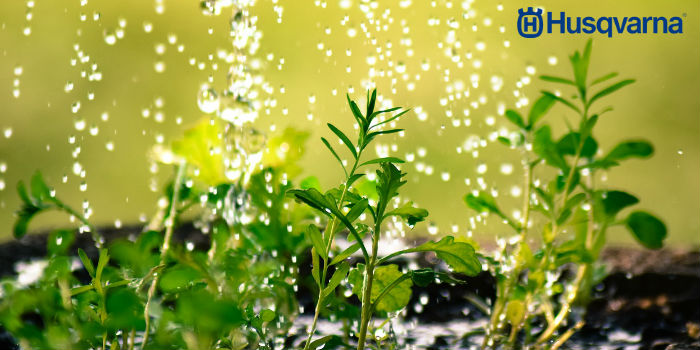 regar-planta