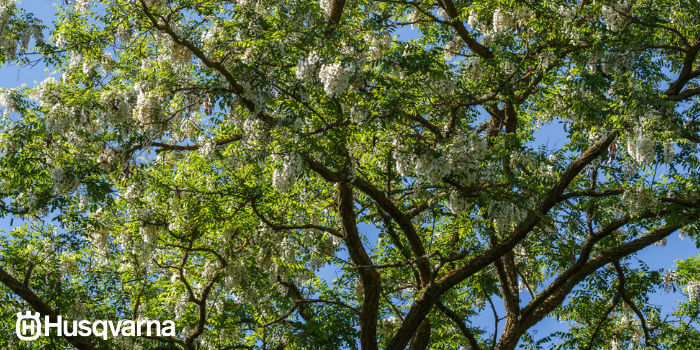 robinia-pseudoacacia-arbol