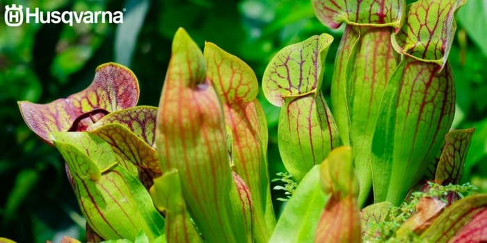 sarracenia-carnívora