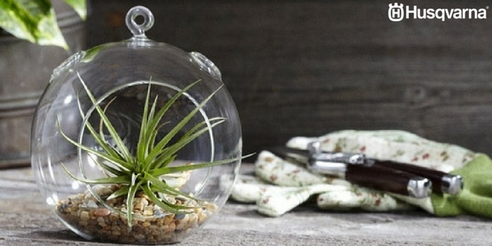 tillandsia-cultivo