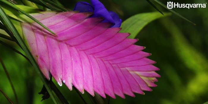 tillandsia-flor