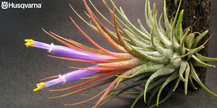 tillandsia- ionantha