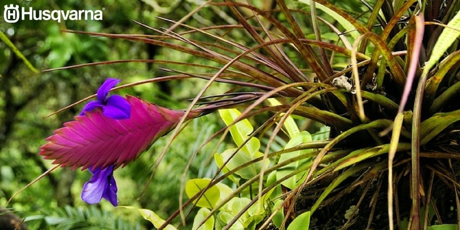 tillandsia