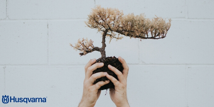 trasplante-de-bonsai