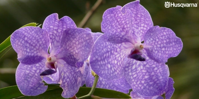 vanda