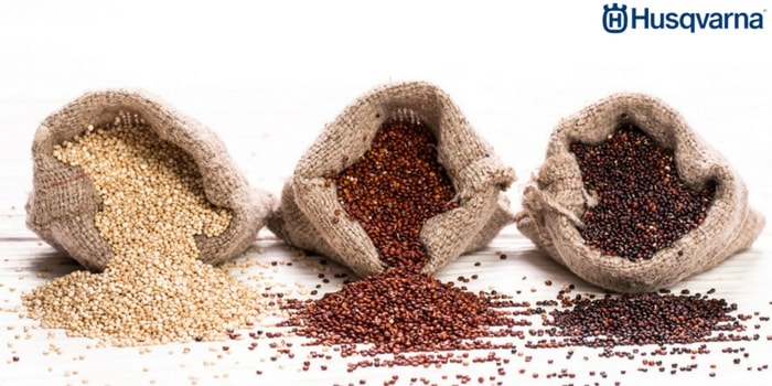 variedades-quinoa