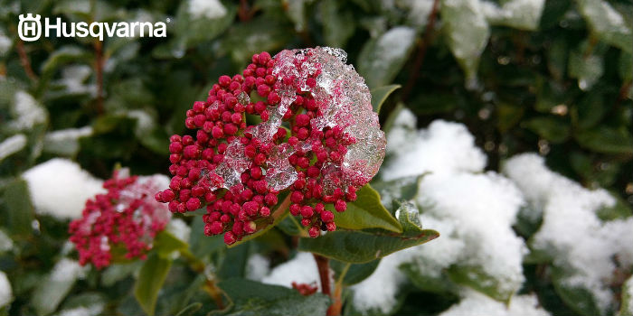 viburnum-tinus-invierno
