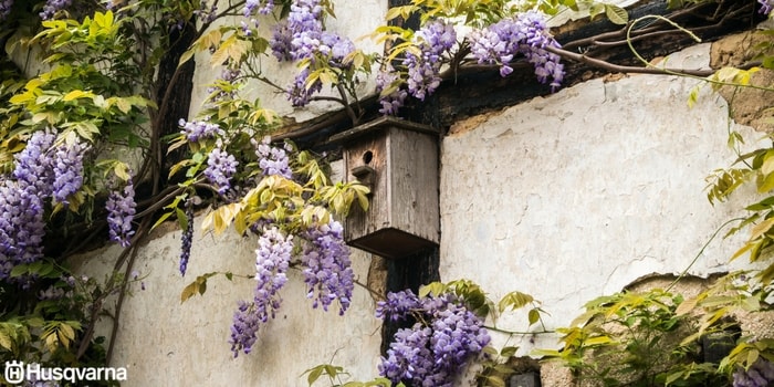 wisteria-sinensis