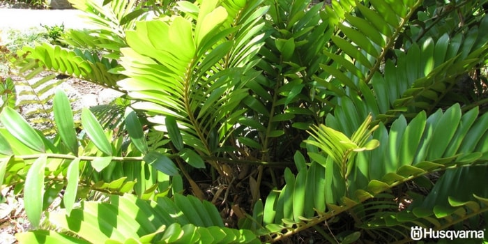 zamioculcas-características
