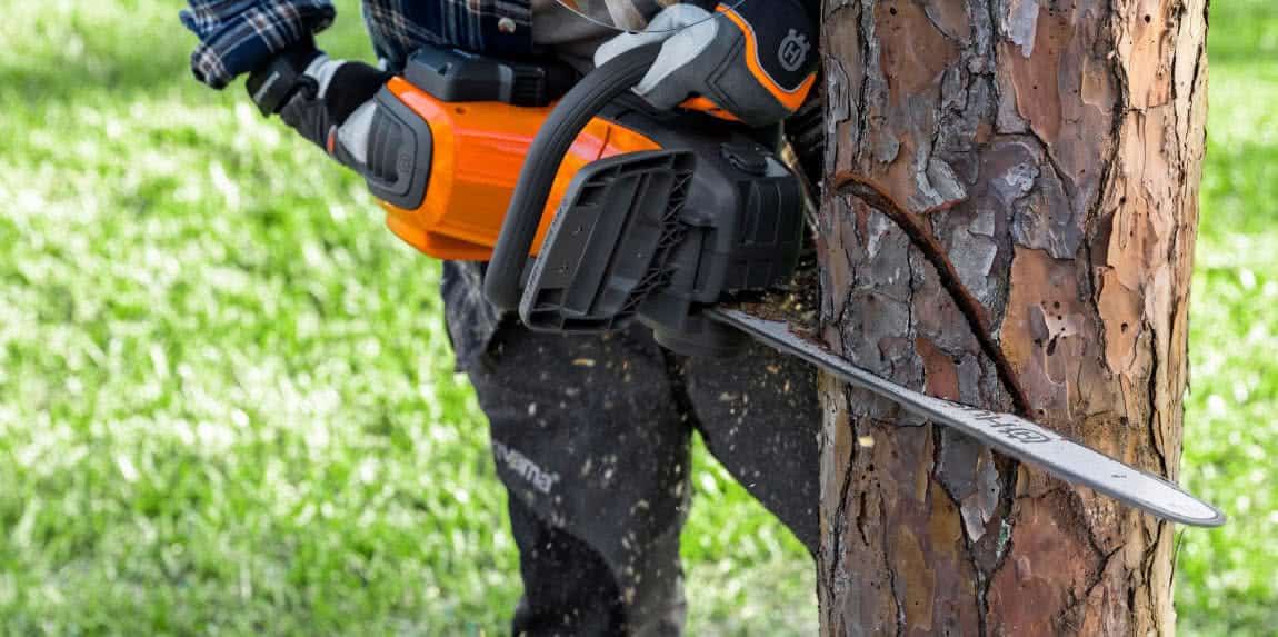 ¿Puedo talar un árbol de mi jardín? Permisos y consejos de seguridad