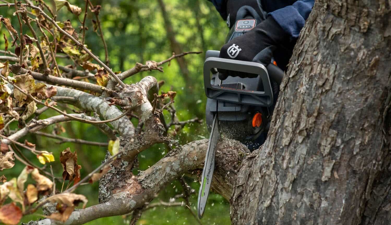¿Puedo talar un árbol de mi jardín? Permisos y consejos de seguridad